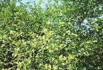 湖南省康多利油脂有限公司,油茶种植生产加工销售,植物油种植生产加工销售 湖南省康多利油脂有限公司,油茶种植生产加工销售,植物油种植生产加工销售